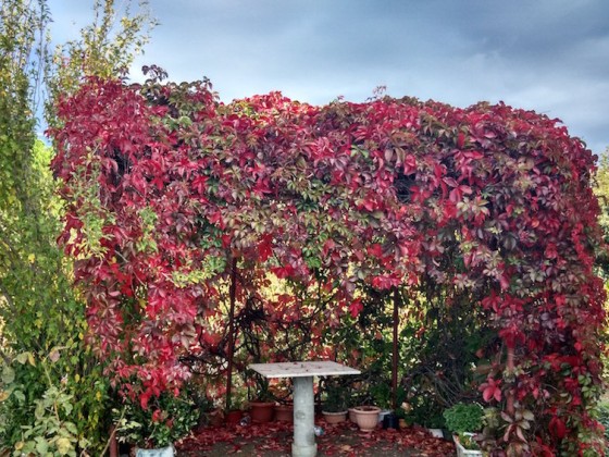 Autumn leaves