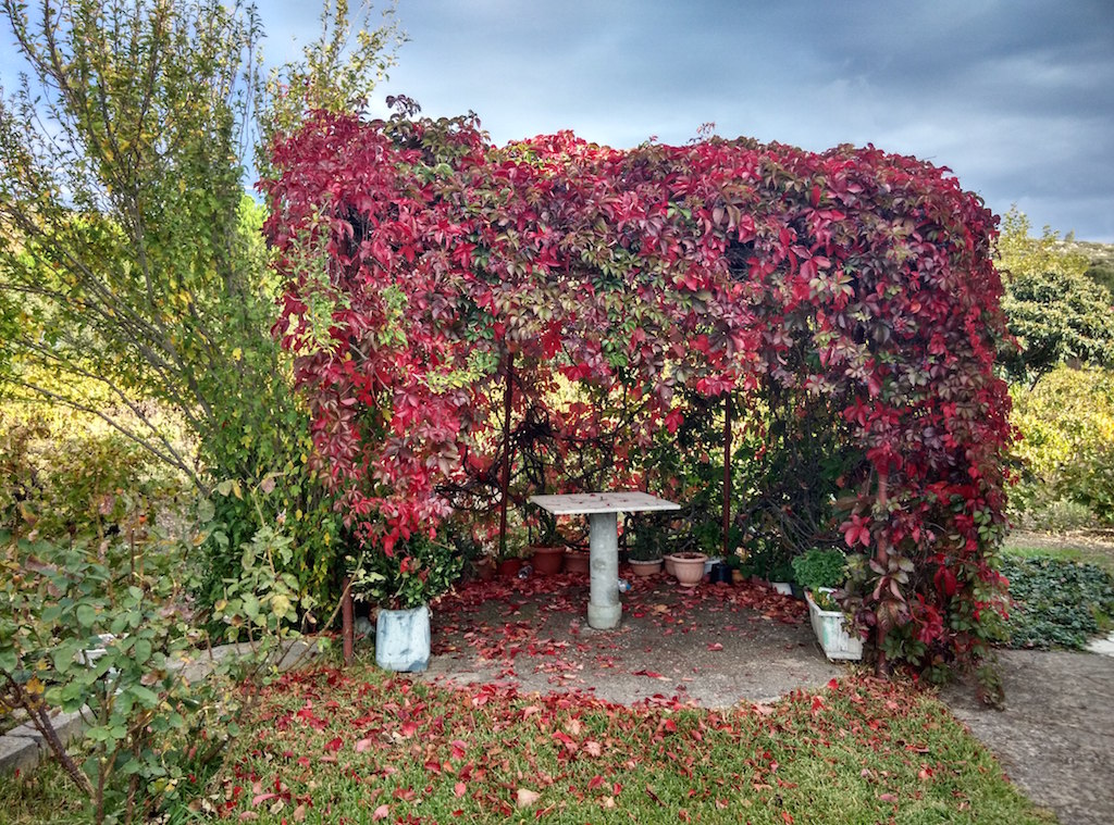 Autumn leaves