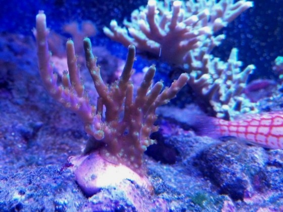 Στιγμές απο το reefακι μου