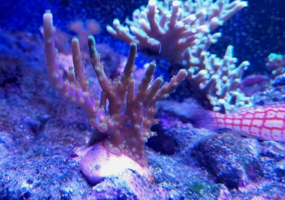 Στιγμές απο το reefακι μου