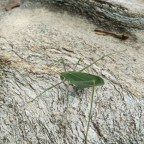 IMG_20150711_140652_800x600