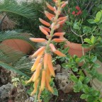 IMG_20161102_151344_432x768