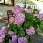 IMG_20150713_184711_HDR_800x600